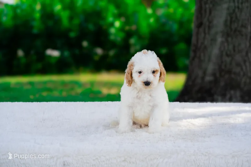 Ghost – Miniature Goldendoodle puppy for sale in Miami, FL