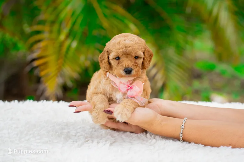Riley – Miniature Goldendoodle puppy for sale in Miami, FL
