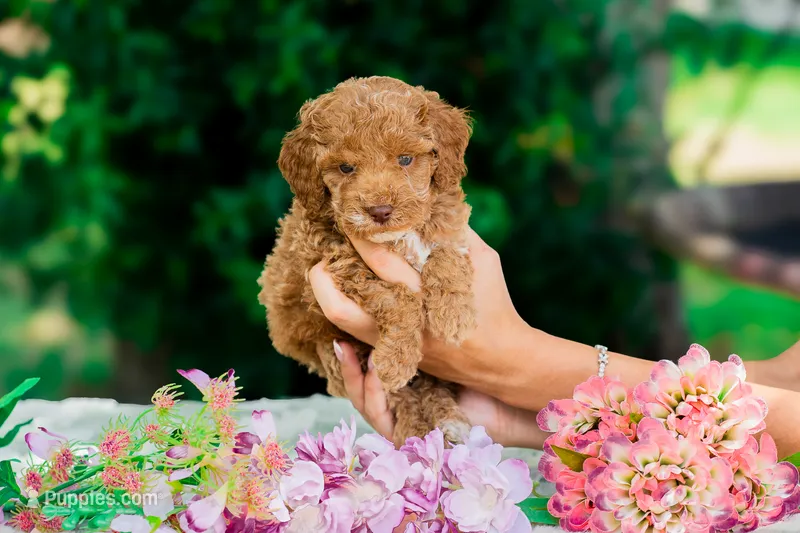 Thomas – Miniature Goldendoodle puppy for sale in Miami, FL