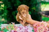 Thomas, a female Miniature Goldendoodle for sale in Miami, FL – 1 of 1
