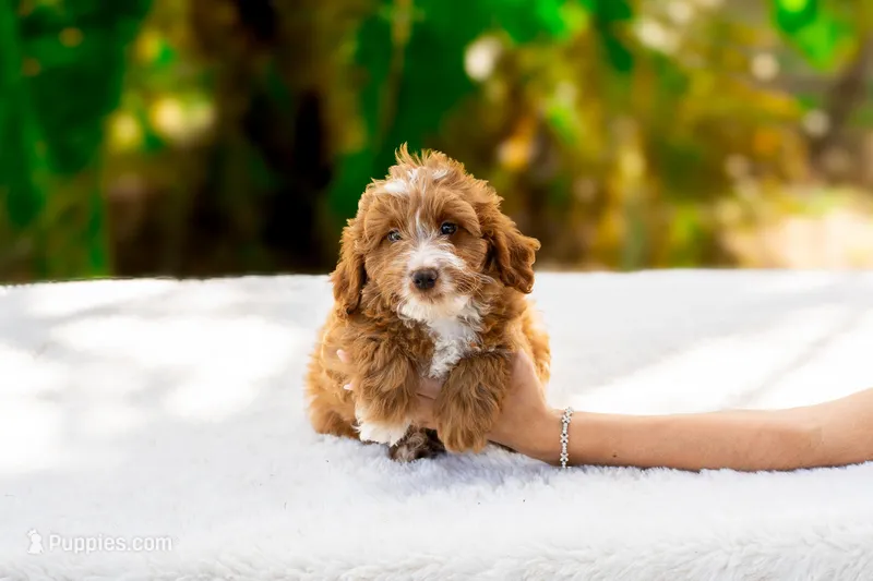 Louie, a male Miniature Goldendoodle for sale in Miami, FL – Photo 1 of 1