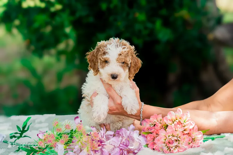 Percy – Miniature Goldendoodle puppy for sale in Miami, FL