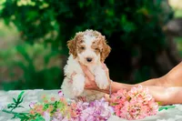 Percy, a male Miniature Goldendoodle for sale in Miami, FL – 1 of 1