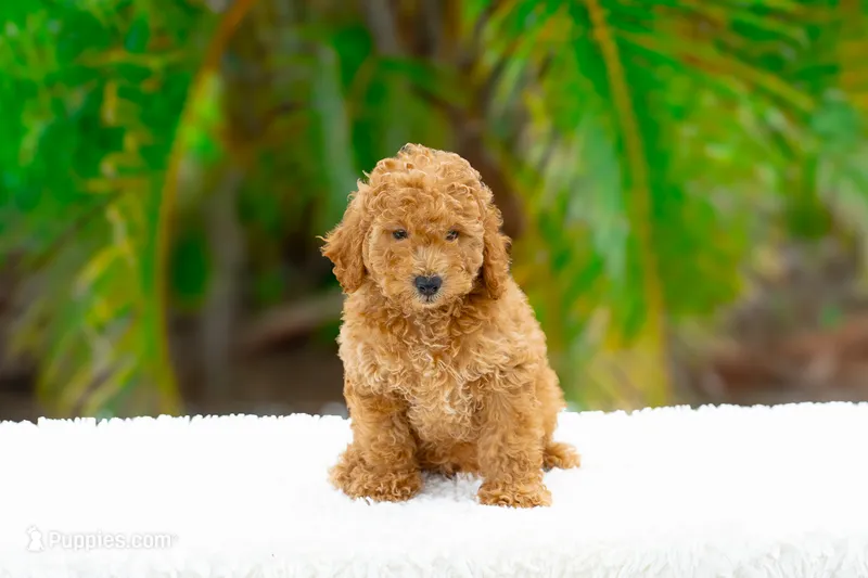 Robin – Miniature Goldendoodle puppy for sale in Miami, FL