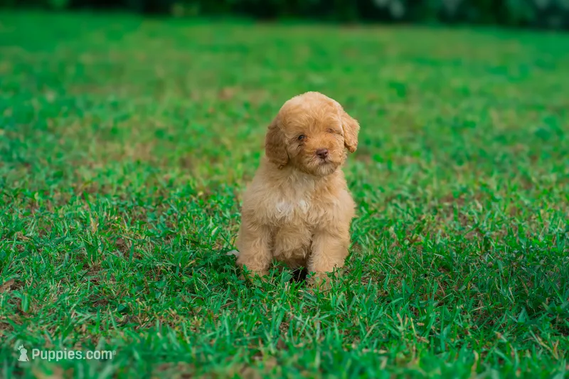 Fawn – Miniature Goldendoodle puppy for sale in Miami, FL