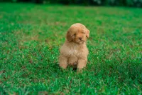 Fawn, a female Miniature Goldendoodle for sale in Miami, FL – 1 of 1