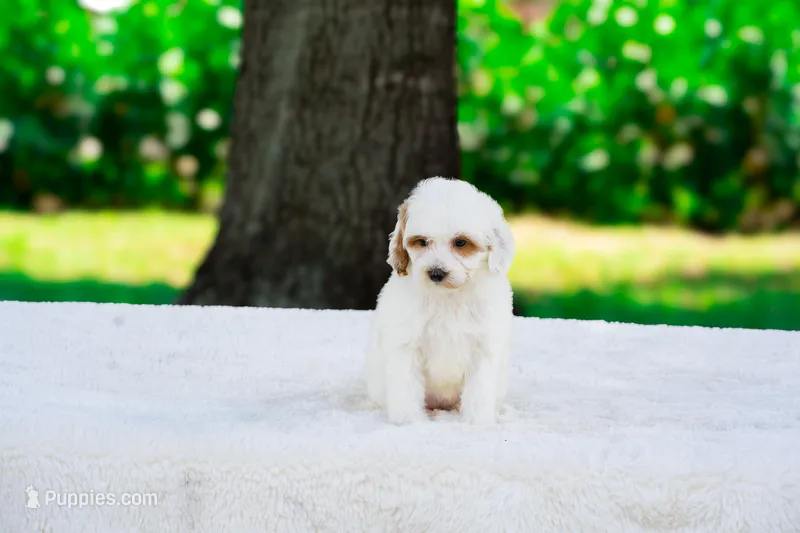 Elsa – Miniature Goldendoodle puppy for sale in Miami, FL