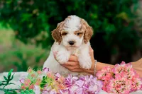 Flit, a male Miniature Goldendoodle for sale in Miami, FL – 1 of 1