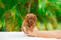 Rex, a male Miniature Goldendoodle for sale in Miami, FL – 1 of 1