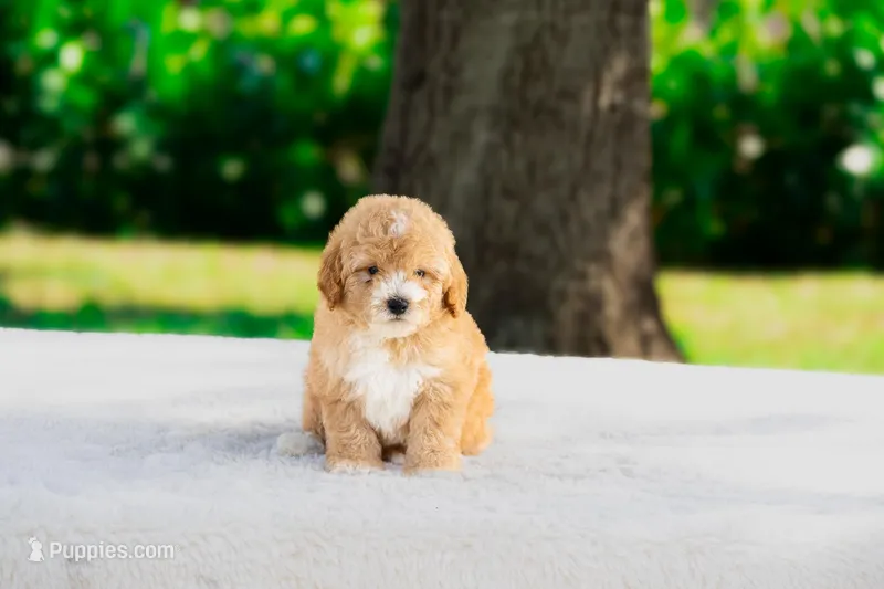 Woody – Miniature Goldendoodle puppy for sale in Miami, FL