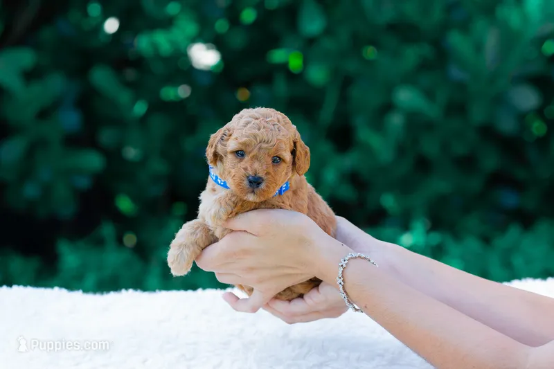 Bear – Miniature Goldendoodle puppy for sale in Miami, FL