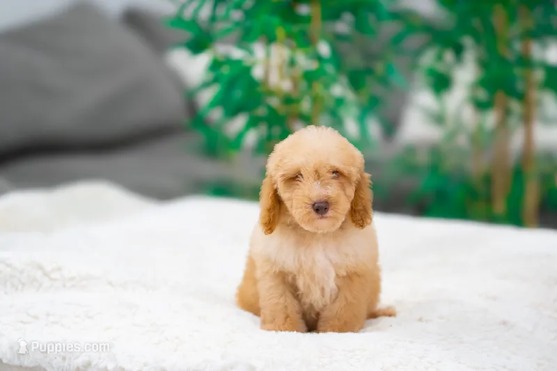 Bobble – Miniature Goldendoodle puppy for sale in Miami, FL