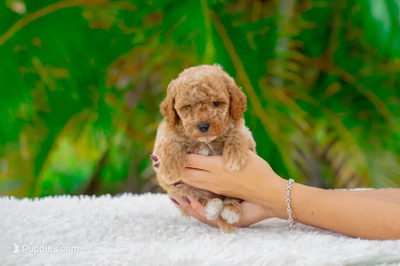 Rocky – Miniature Goldendoodle puppy for sale in Miami, FL
