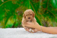 Rocky, a male Miniature Goldendoodle for sale in Miami, FL – 1 of 1