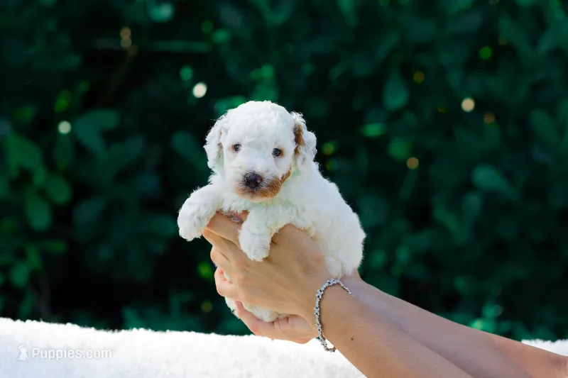 Milo – Miniature Goldendoodle puppy for sale in Miami, FL