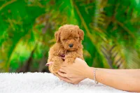 Romeo, a male Miniature Goldendoodle for sale in Miami, FL – 1 of 1