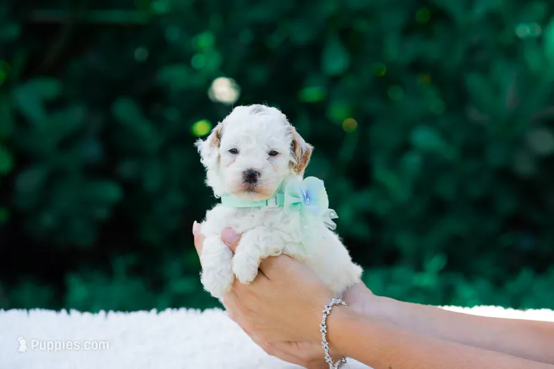 Maya – Miniature Goldendoodle puppy for sale in Miami, FL