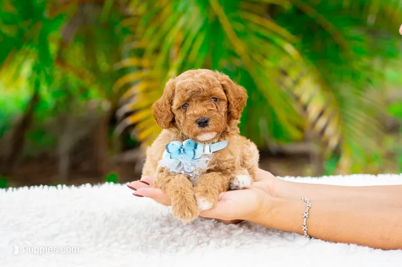 Remi – Miniature Goldendoodle puppy for sale in Miami, FL