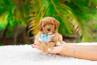 Remi, a female Miniature Goldendoodle for sale in Miami, FL – 1 of 1