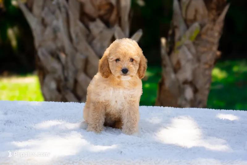 Anna, a female Miniature Goldendoodle for sale in Miami, FL – Photo 1 of 1