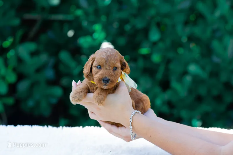 Mila – Miniature Goldendoodle puppy for sale in Miami, FL
