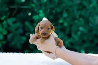 Mila, a female Miniature Goldendoodle for sale in Miami, FL – 1 of 1