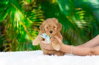 Rosie, a female Miniature Goldendoodle for sale in Miami, FL – 1 of 1