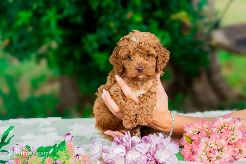 John Smith – Miniature Goldendoodle puppy for sale in Miami, FL