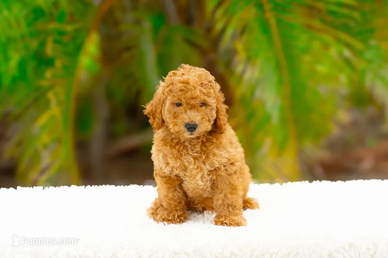 Robin – Miniature Goldendoodle puppy for sale in Miami, FL