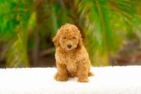 Robin, a male Miniature Goldendoodle for sale in Miami, FL – 1 of 1