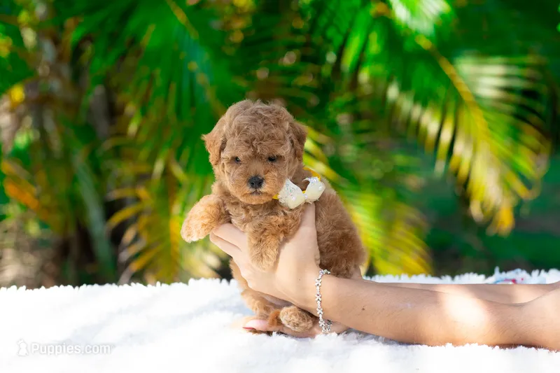 Ruby – Miniature Goldendoodle puppy for sale in Miami, FL