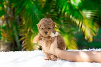 Ruby, a female Miniature Goldendoodle for sale in Miami, FL – 1 of 1