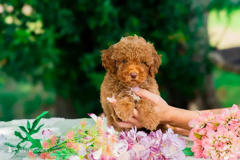 Kocoum – Miniature Goldendoodle puppy for sale in Miami, FL
