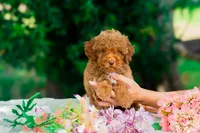 Kocoum, a male Miniature Goldendoodle for sale in Miami, FL – 1 of 1