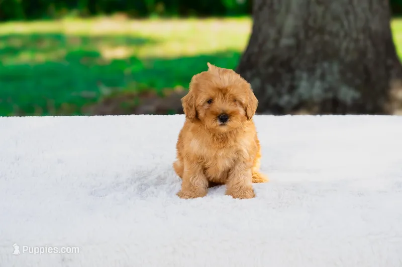 Teddy – Miniature Goldendoodle puppy for sale in Miami, FL