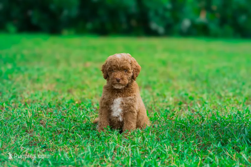 Dewey – Miniature Goldendoodle puppy for sale in Miami, FL