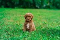 Dewey, a male Miniature Goldendoodle for sale in Miami, FL – 1 of 1