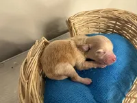 Copper, a male Pomchi for sale in Woodstock, GA – 2 of 10