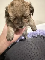Sable, a female Pomchi for sale in Woodstock, GA – 5 of 5