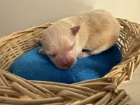 Puppy, a male Pomchi for sale in Woodstock, GA – 4 of 5