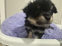 Pickle , a male Chihuahua for sale in Woodstock, GA – 7 of 10