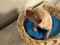 Corn muffin, a male Chihuahua for sale in Woodstock, GA – 2 of 10