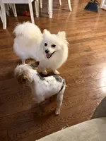 Pony , a female Pomeranian for sale in Woodstock, GA – 5 of 9