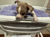Corn bread, a male Chihuahua for sale in Woodstock, GA – 5 of 10