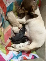 Corn bread, a male Chihuahua for sale in Woodstock, GA – 10 of 10