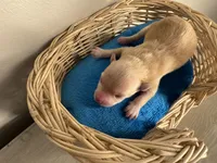 Copper, a male Pomchi for sale in Woodstock, GA – 5 of 10