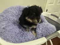 Pickle , a male Chihuahua for sale in Woodstock, GA – 3 of 10