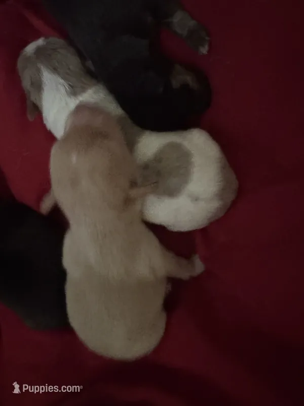 Courdaroy – Chihuahua puppy for sale in Woodstock, GA