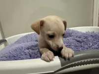Chewey, a male Chihuahua for sale in Woodstock, GA – 4 of 10
