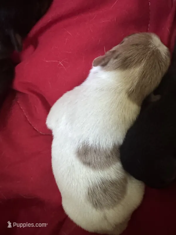 Corn bread – Chihuahua puppy for sale in Woodstock, GA